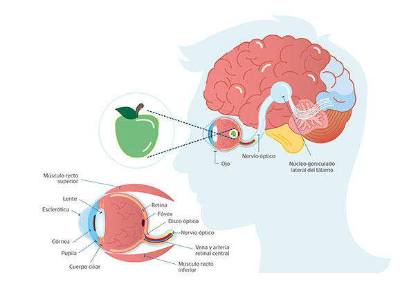 Neuroftalmologa: el proceso de la visin