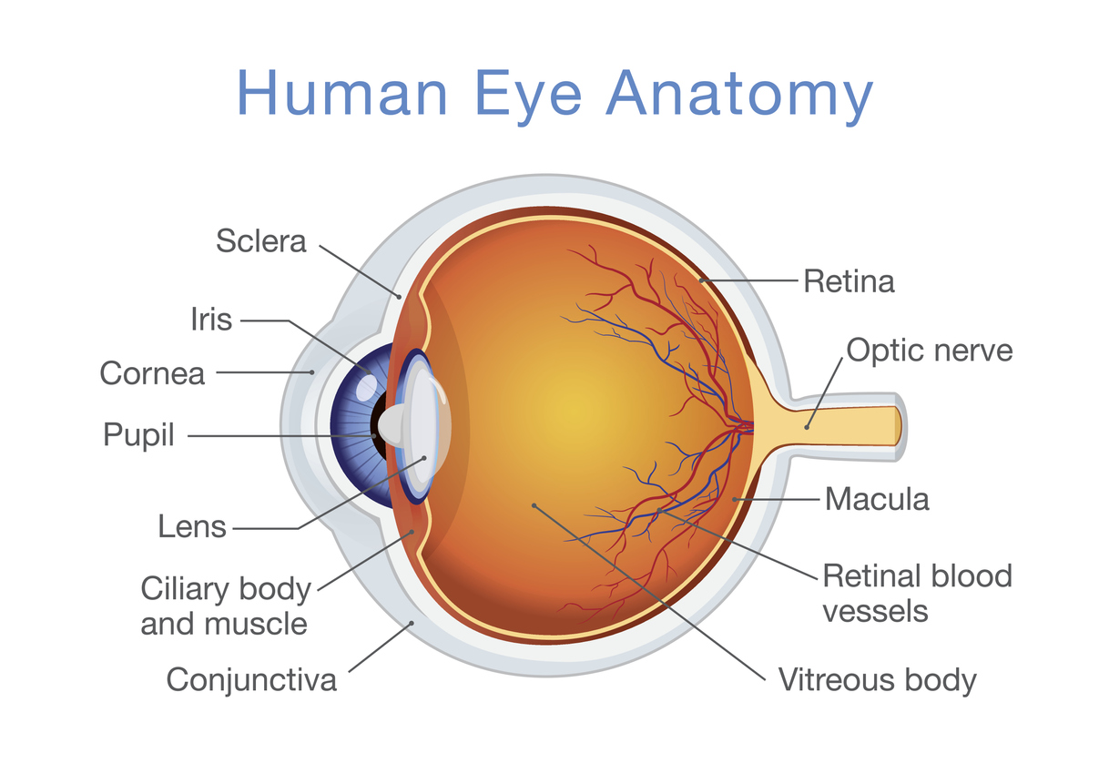 Anatomía del ojo