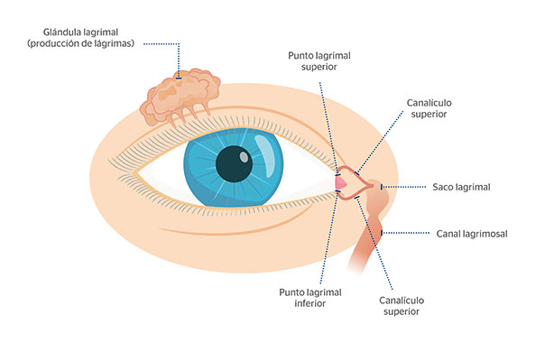 Composicin del aparato lagrimal