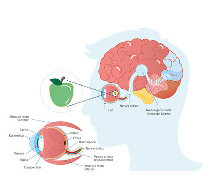 partes del cerebro vinculadas con la visión