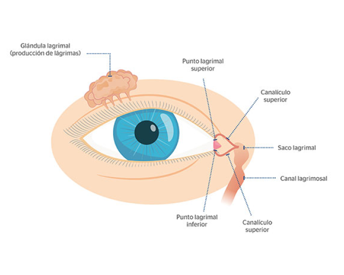 partes del aparato lagrimal