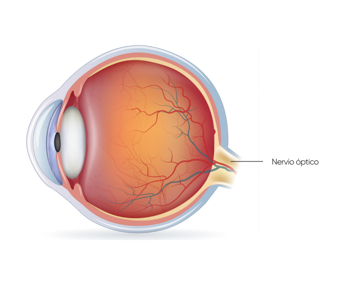 ubicación del nervio óptico en el ojo
