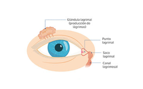 ojo normal sin obstrucción de las vías lagrimales