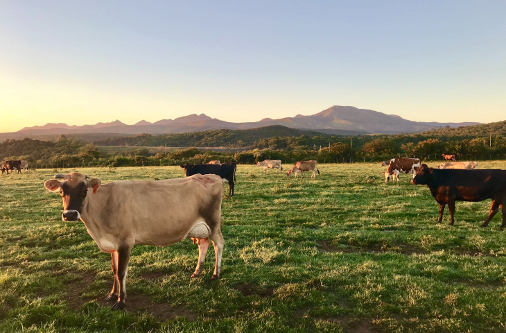 cómo se ve sin miopía