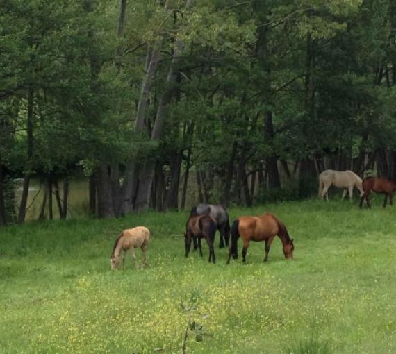 Plan Amigo de Clínica Baviera. El Hotelito Caballos